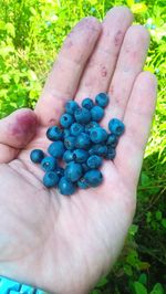 Close-up of hand holding berries