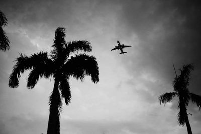 Low angle view of palm trees against cloudy sky