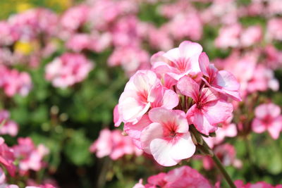 Close-up of pink flowers blooming outdoors