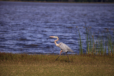 Large wading great blue heron ardea herodias wading bird at myakka state park in sarasota, florida