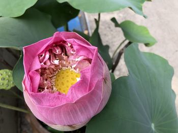 Close-up of pink rose