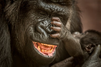 Close-up portrait of a monkey