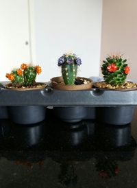 Close-up of potted plant on window sill