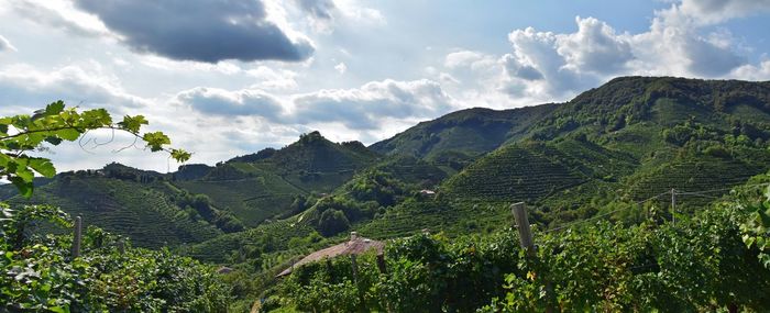 Scenic view of farm against sky