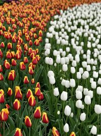 Close-up of white and red tulips on field