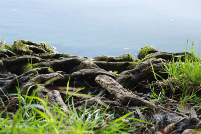 Surface level of rocks by sea against sky