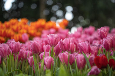 Close-up of pink tulips on field