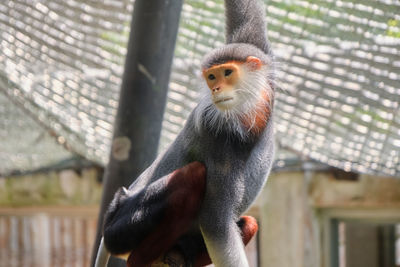 Close-up of monkey in zoo