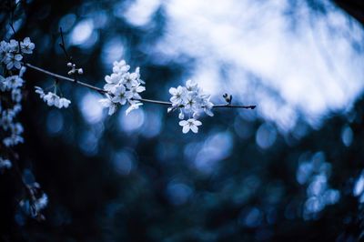 Close-up of frozen plant