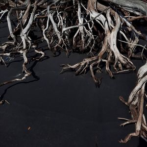 Dry leaves on frozen lake