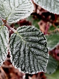 Close-up of frozen leaves