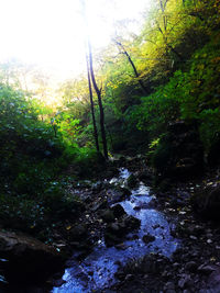 Stream amidst trees in forest