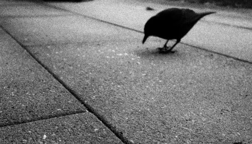 Close-up of birds