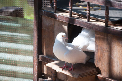 Seagull perching on railing