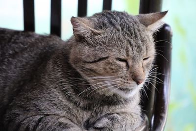 Close-up of a cat with eyes closed