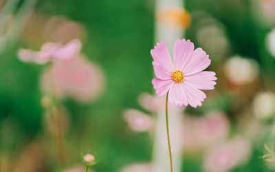 Close-up of pink flowering plant