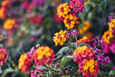 flowering plant