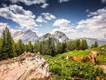 Cows grazing in the presence of the dolomite walls of mount civetta, belluno, italy