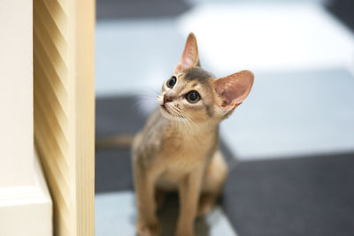 Happy pet blue abyssinian cat playing at home