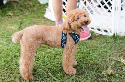 Low section of man with dog standing on grass