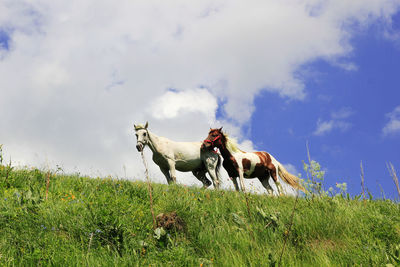 Horse cart on field against sky