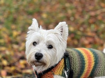 Portrait of dog