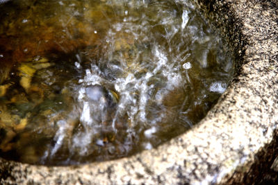 Close-up of turtle in sea