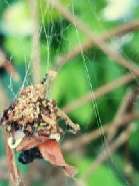 Close-up of insect on spider web