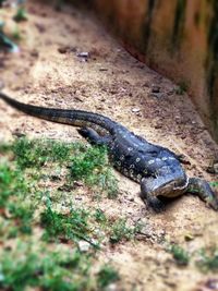 High angle view of lizard on field