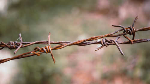 Close-up of barbed wire