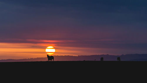 Silhouette horses on field against sky during sunset