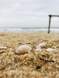 Close-up of shells on beach