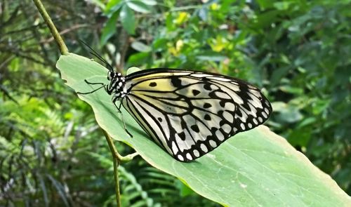 Close-up of butterfly on leaf