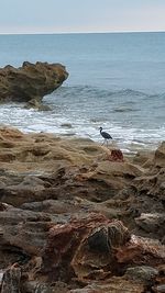 Birds perching on rock in sea against clear sky