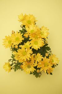 Close-up of yellow flowers over white background