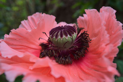 Close-up of insect on flower