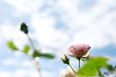 Close-up of pink flowers against sky