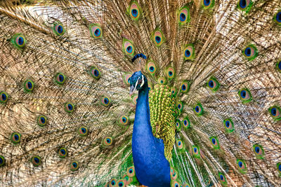 Close-up of peacock