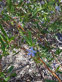 Close-up of fresh green plant