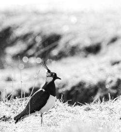 Lapwing bird perching on a field