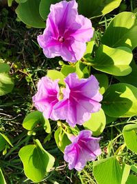 Close-up of pink flowering plant