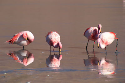 Flock of birds in a lake