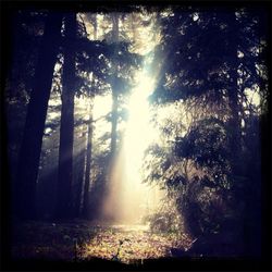 Sun shining through trees in forest