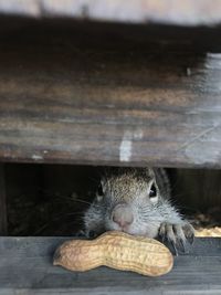 Close-up of squirrel smelling peanut