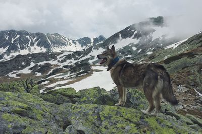 Dog standing on mountain against sky