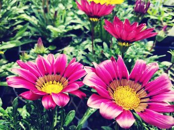 Close-up of pink flower