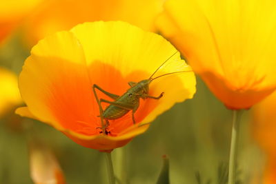 Flowers, grasshopper 