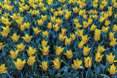 Full frame shot of yellow flowering plants on field