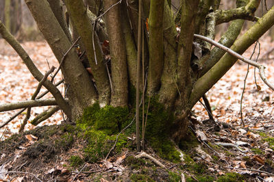 Close-up of tree trunk in forest