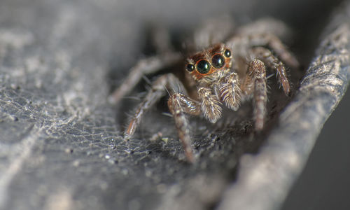 Close-up of spider